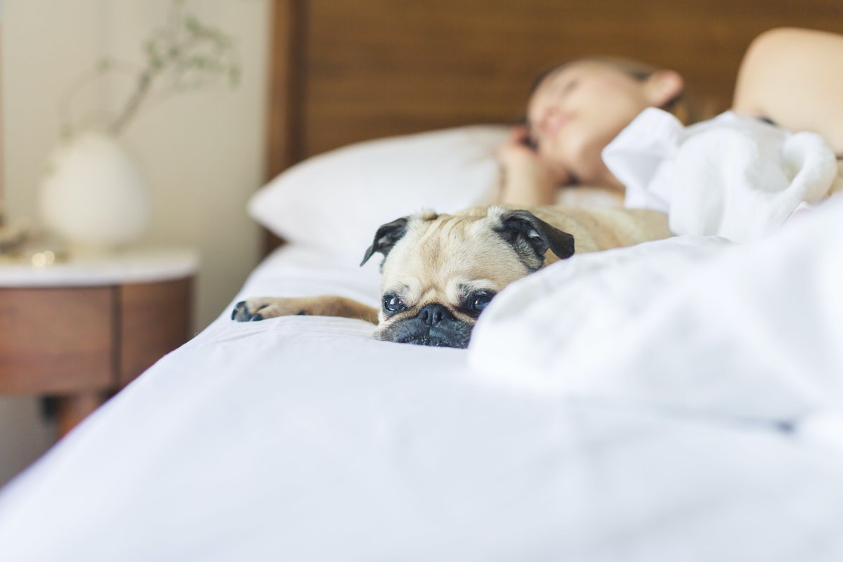 modelcleaners's tweet photo. While everyone is home doing some deep cleaning, donβt forget about your bedding! π Our cleaning process is built to disinfect π§Ό and is safe for your four-legged friends π
#ModelCleaners #Pittsburgh #firstdayofspring https://t.co/mF4WbA19ir