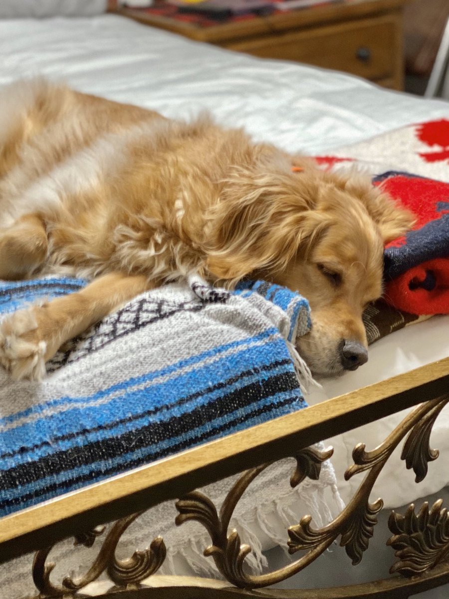 FinleyGolden's tweet photo. My humans used to say I’m taking a nap, but now they say I’m Social Distancing.  #whatever #GoldenRetrievers https://t.co/iMj9dGupb7
