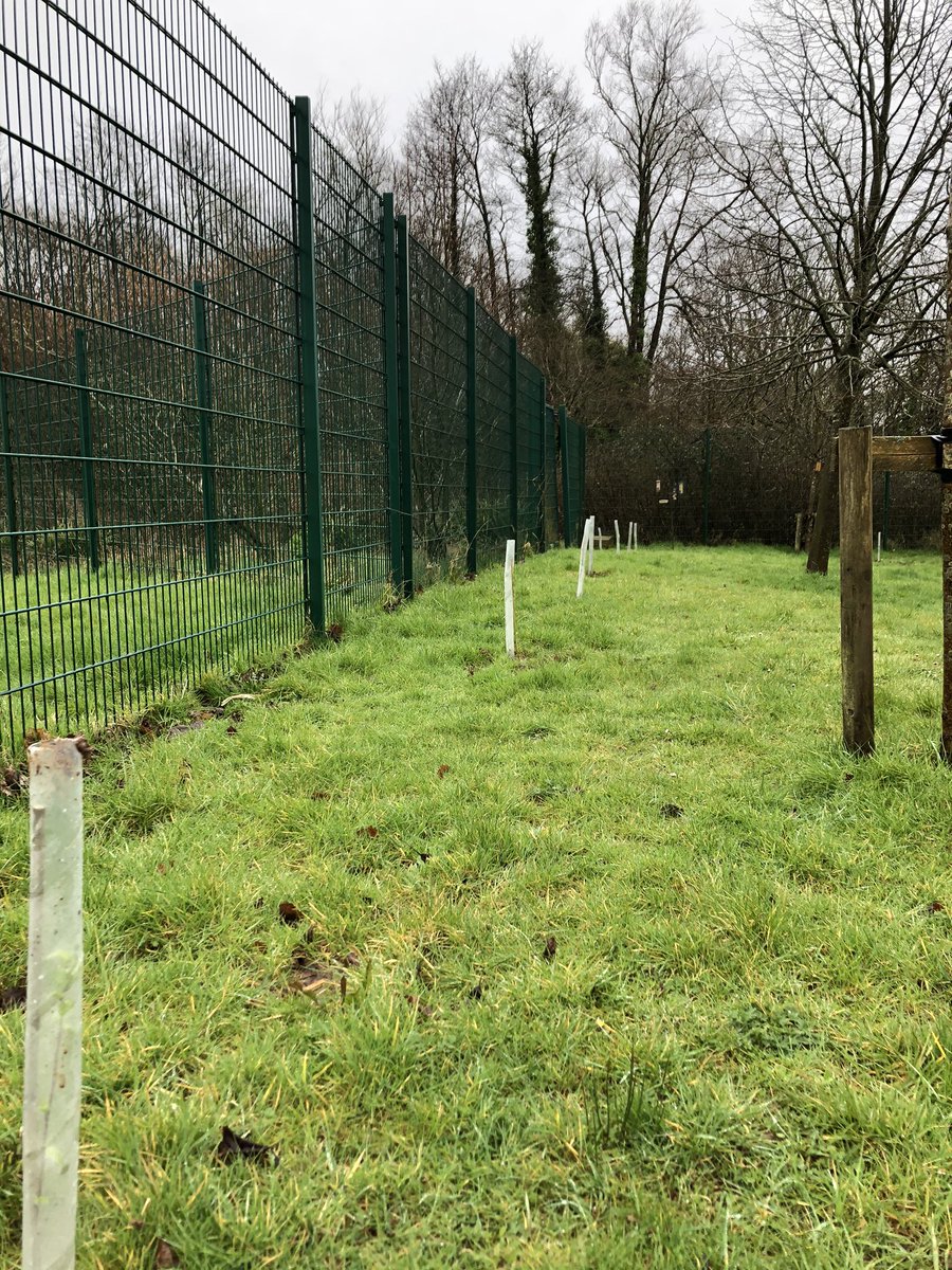 Thanks to the <a href="/WoodlandTrust/">WoodlandTrust</a> for their trees and these legendary helpers who have planted them throughout our school site! <a href="/NewportH/">Newport High School</a>