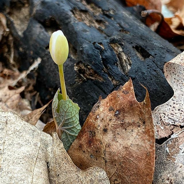 BurntToast_FG's tweet photo. Welp, today is the 1st day of spring! How the heck is everyone holding up out there??? .
.
I’ve seem to have misplaced my inspiration and creativity somewhere in the whole messy train-wreck happening. And... I realize I gotta refocus my attention. So, I’… https://t.co/xs7crowgcU https://t.co/s7l0UwfS2H