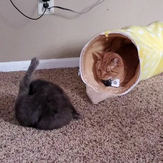 TarrasTails's tweet photo. Hi Sherbert! Please be my friend!

#gingerkitty #gingercats #gingersnap #gingertabby #graykitty #graycat #cat #cats #gingercatsrule #catintegration https://t.co/C8bxdnauKK https://t.co/lqXzkYf8hv