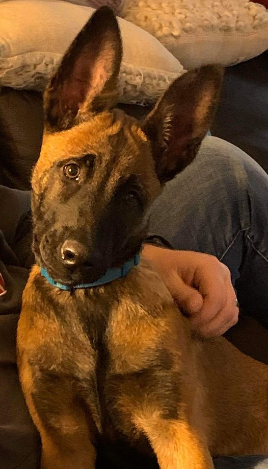 AltoonaPD_K9_IA's tweet photo. Hi. 👋My name is Kali. Just curious why my humans can't find any toilet paper, &amp; why people are buying evaporated milk by the truckload? Anybody relate to the puzzled look on my face?  #coronavirus @AltoonaPD_Iowa @ttrob0526 @APDK9DUKE @K9Zeke @apdstallman @LtWilson252 https://t.co/spwULlx0UR