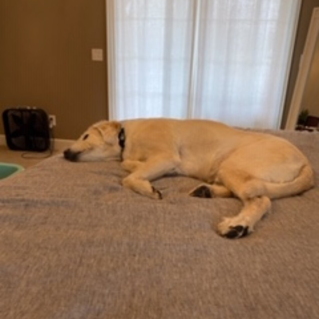 Student Legal Services tweet media