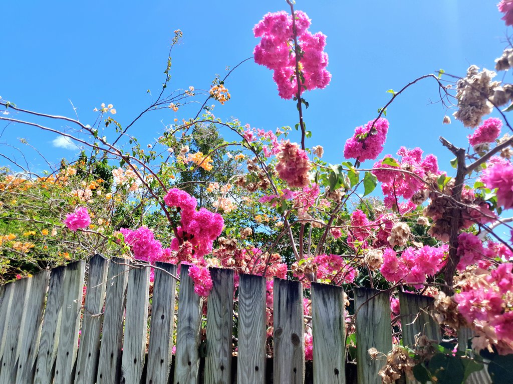 #JAchat is back! Let's use today's all-day chat to inspire one another! Share any #travel photo you think can lift our spirits, tell us something about it, then tag a few friends to join the fun. Don't forget to use our # in all tweets. 📸 I loved the flowers in Martinique! 🌺🌺