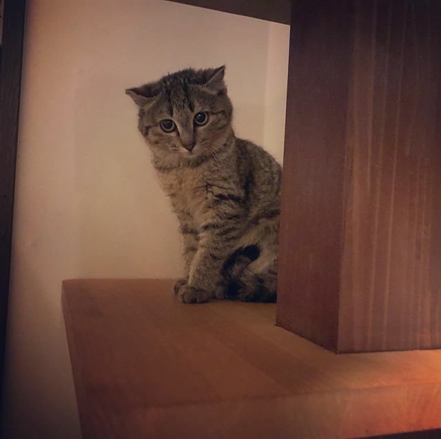 caracatcafe's tweet photo. 19日目の夜

夜更かししないで
早く寝るんだぞー！

#ほこちゃん
#仔猫 #こねこ #kitten #kitty
#保護猫
#ねこのいる暮らし #ねこのいる生活
#cat #catsofinstagram #instacat #sweetcatshub 
#猫 #ねこ #ネコ #猫カフェ #caracatcafe  #箕面 #北摂
 #ccck140 https://t.co/rUqJl6PK8O
