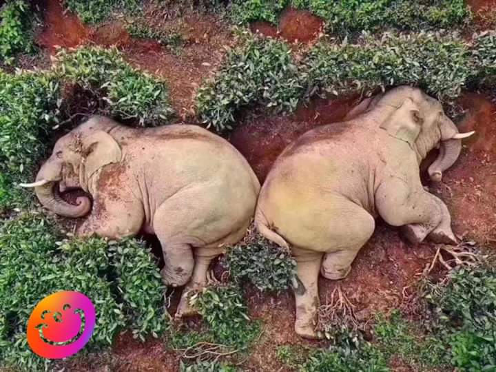 _lisanty_'s tweet photo. Enquanto os humanos estão isolados, um grupo de 14 elefantes invadiu uma vila na província de Yunan, na China, procurando milho e outros alimentos. Eles beberam  30 litros de vinho, comeram 80kg de milho e ficaram tão bêbados que dormiram em um jardim de chá na fazenda ao lado! https://t.co/Ty0puVJfMG