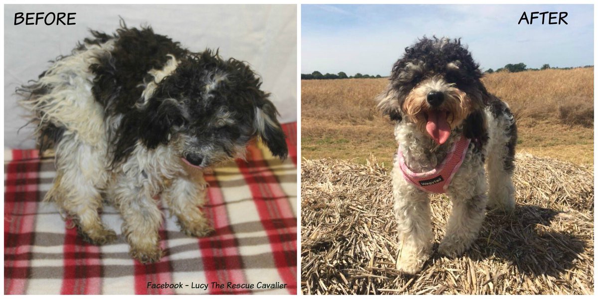 Lucy_Cavalier's tweet photo. Please always consider adopting a rescue dog if you can. It makes such a difference to our lives BUT also to yours too 💖 Love Plum Pudding xx #LucysLaw #kindnessismagic @rickygervais @JaneFallon https://t.co/xeOUFNnXGJ