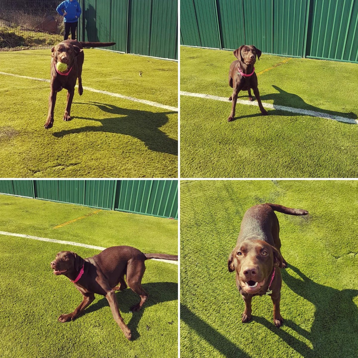 JaydeHMurray's tweet photo. Well this little (??) one certainly doesn’t have a care in the world.... #dogsholiday #playing #pentyrchboardingkennels #mygirl #coronawhat @MParry442 here’s my girl 🐾 https://t.co/AGX9ayOzLF