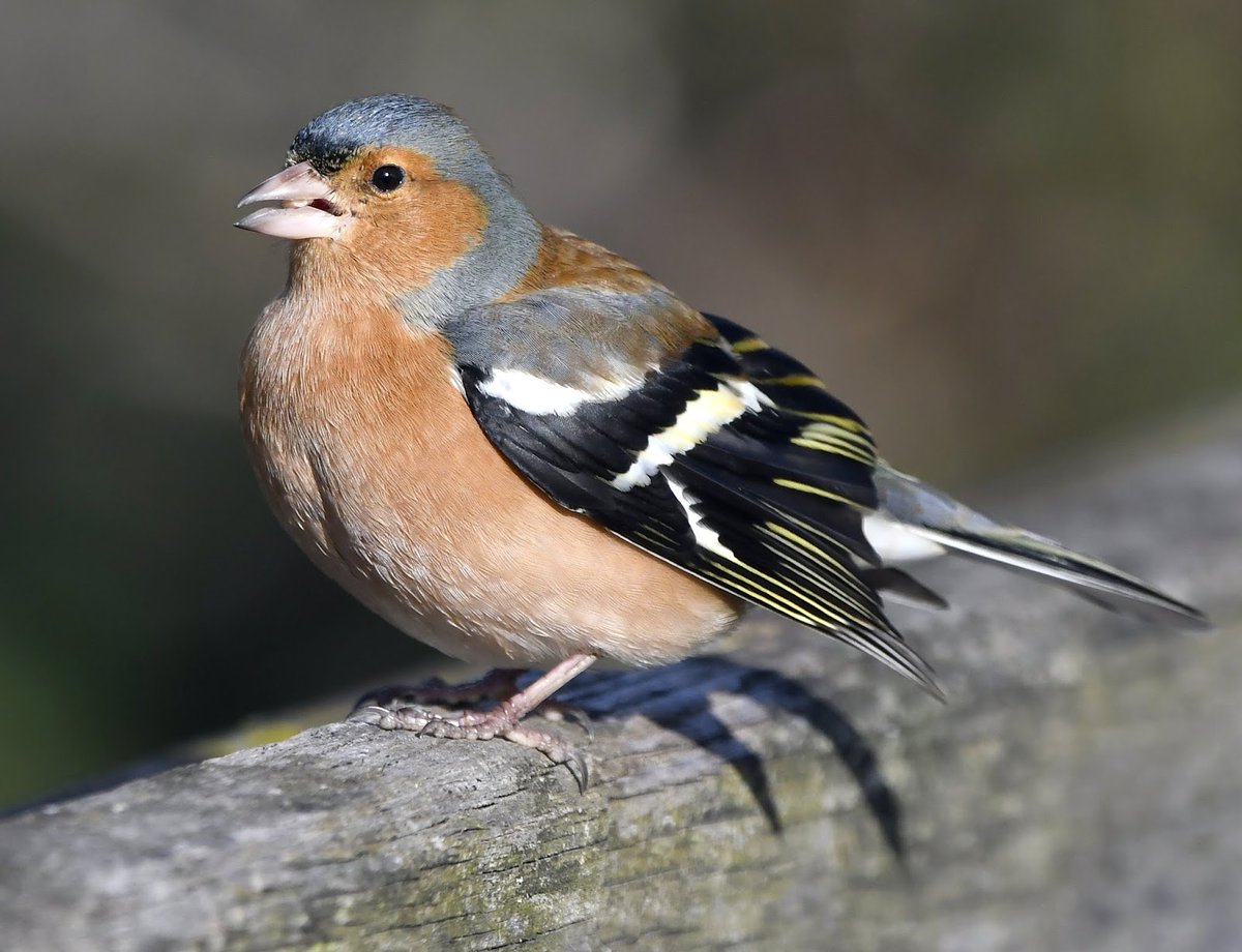 Chaffinch Male is a handsome red/pink, with black, white & yellow wings, bluey grey crown and green rump.Female is a buffy colour.Chaffinches love Sunflower hearts and other seeds. Often hover for a second or 2 before landing on bird tables. #SelfIsolationBirdWatch 