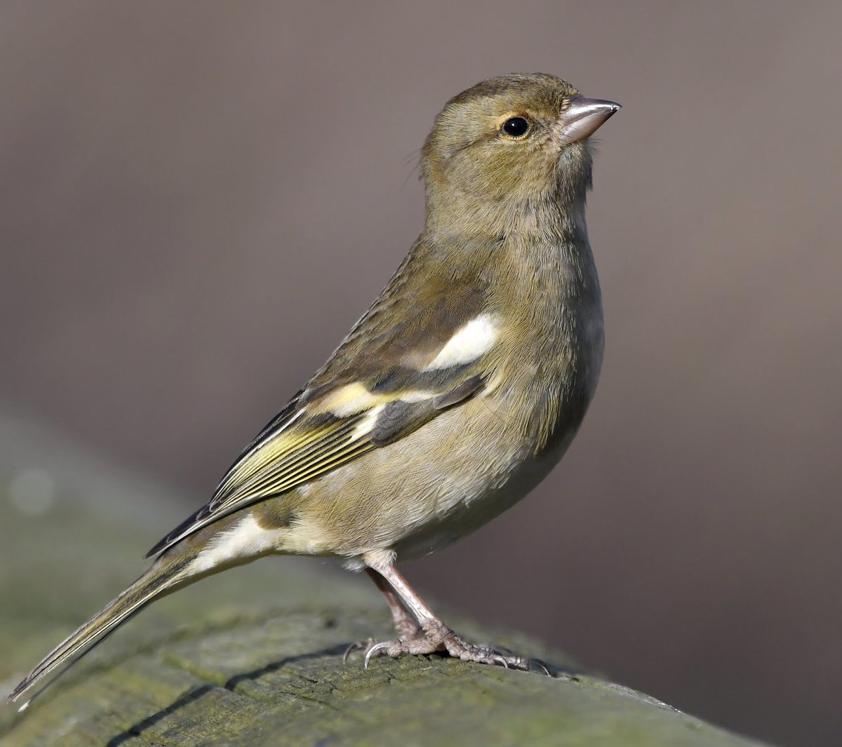 Chaffinch Male is a handsome red/pink, with black, white & yellow wings, bluey grey crown and green rump.Female is a buffy colour.Chaffinches love Sunflower hearts and other seeds. Often hover for a second or 2 before landing on bird tables. #SelfIsolationBirdWatch 