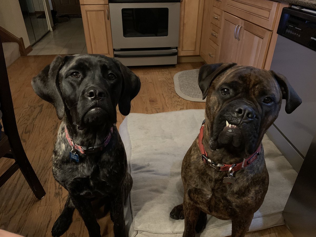 My self-care is hanging out with my favorite dogs while I talk to my students. #mortonElearning