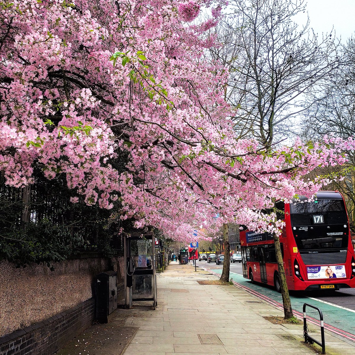 "The perfect blossom is a rare thing. You could spend your life looking for one, and it would not be a wasted life." #LockdownLondon #london #covid19UK