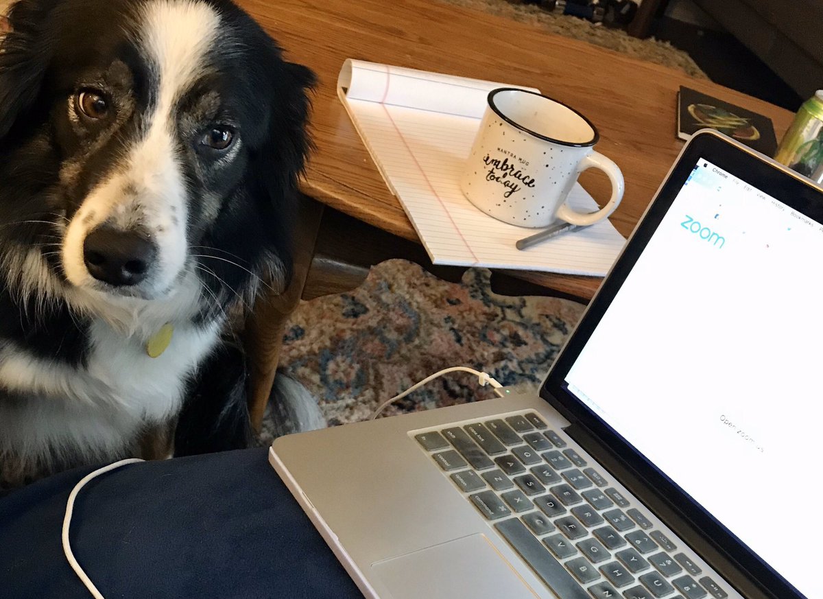 Casually #conferencing from home today! #sppac2020 #pedspsych #Bthebordercollie #socialdistancing