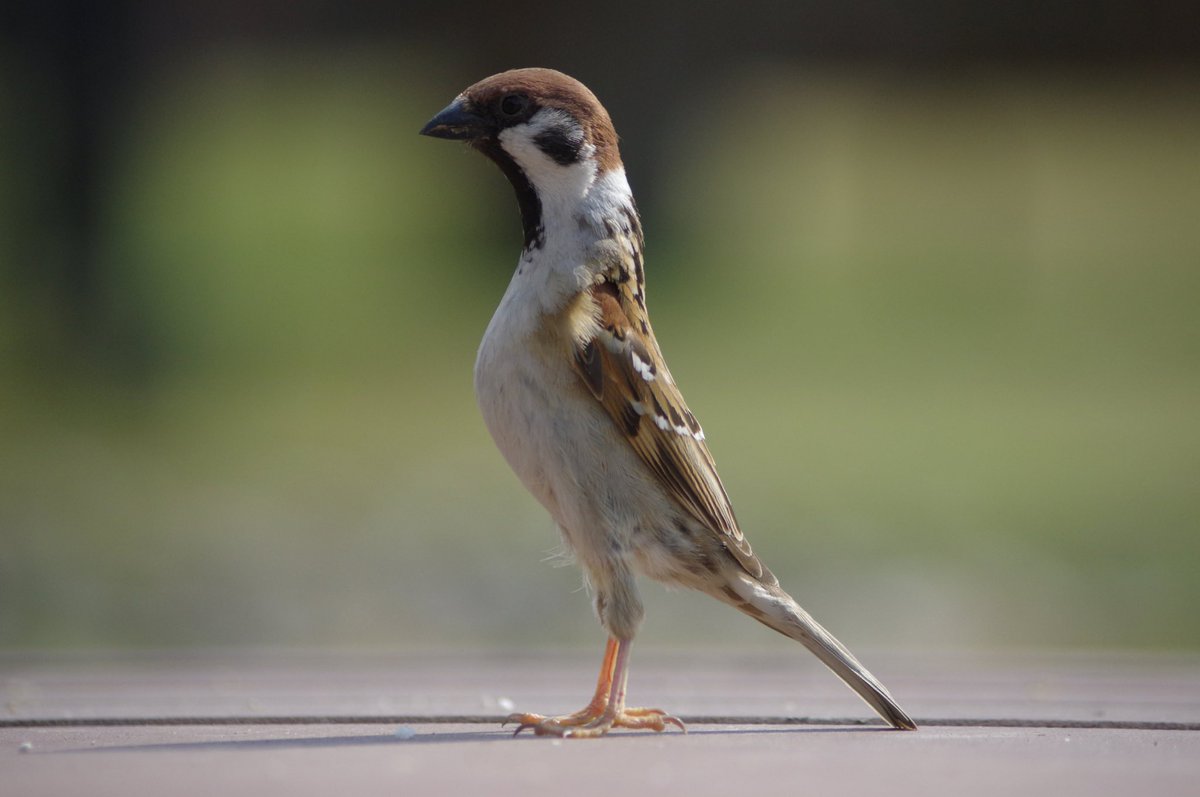 気をつけ！
いい姿勢だよ
#雀 #スズメ #すずめ #sparrow #鳥 #小鳥 #野鳥 #bird https://t.co/K8B9IUAgOx