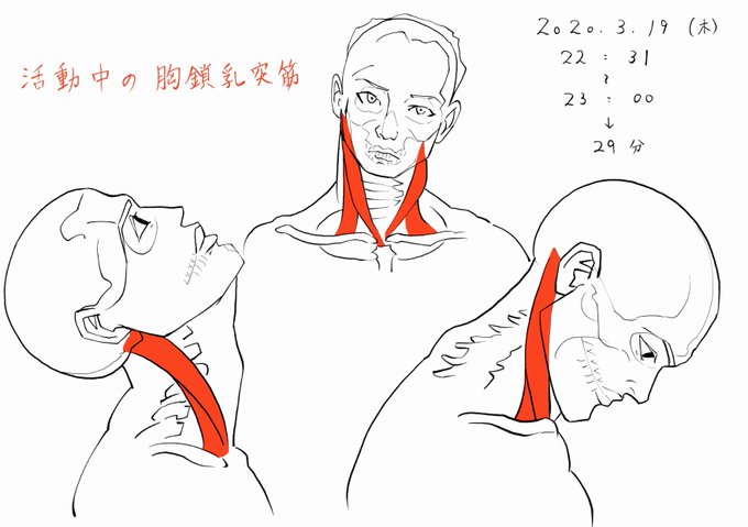 胸鎖乳突筋のtwitterイラスト検索結果 古い順