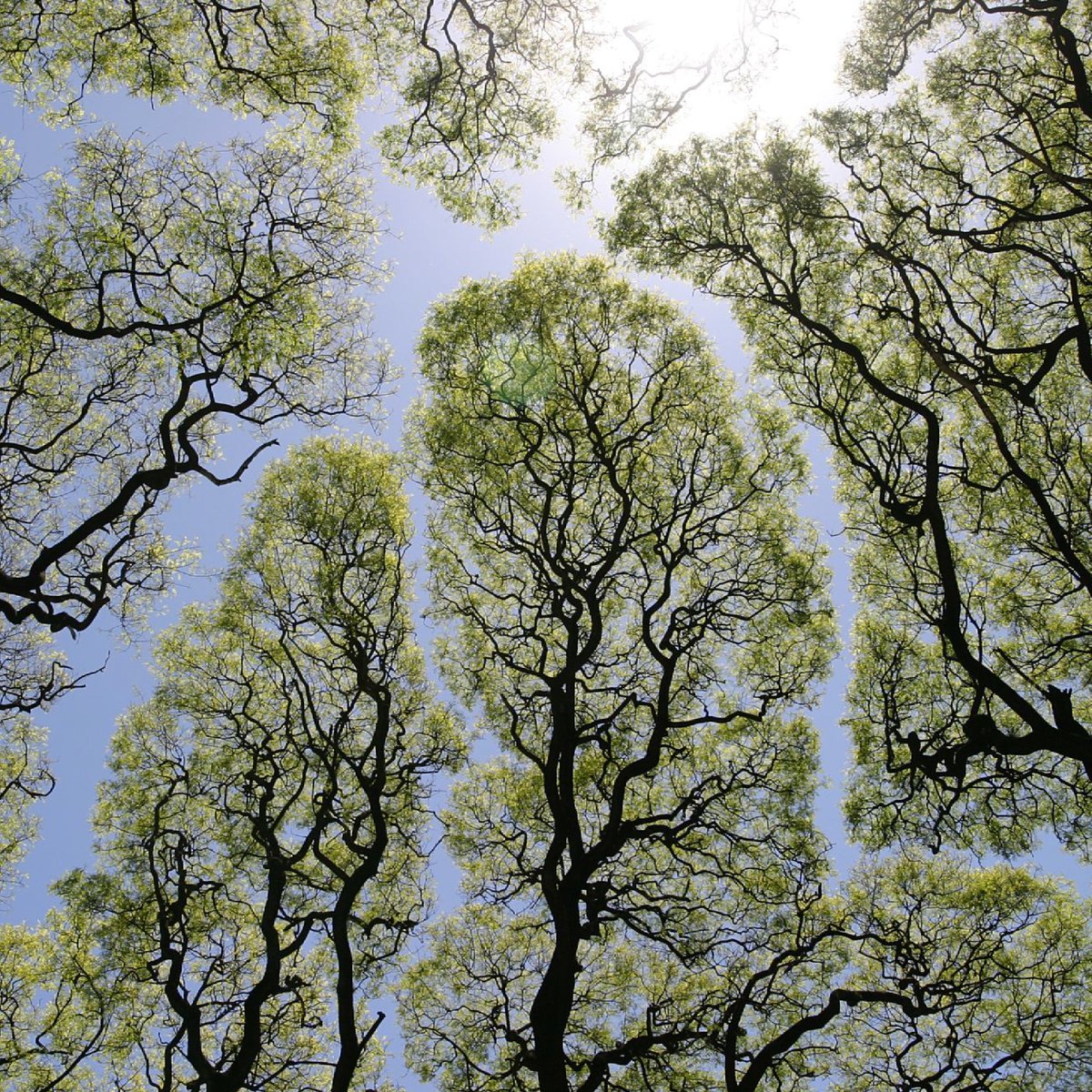 Social distancing: tree edition. Some species of trees avoid touching each other in a phenomenon called crown shyness. Day 4 of our online #forestbathing - research shows that even just looking at images of lush nature can alleviate stress 😌

📷: Dag Peak