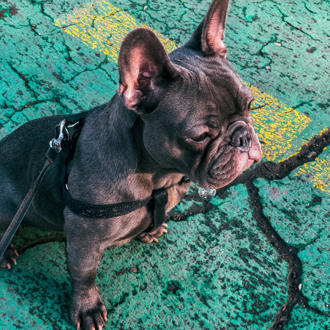 Getting out of the house for a walk can be great medicine! Take your dog for a quick stroll today and we promise you will both feel better.