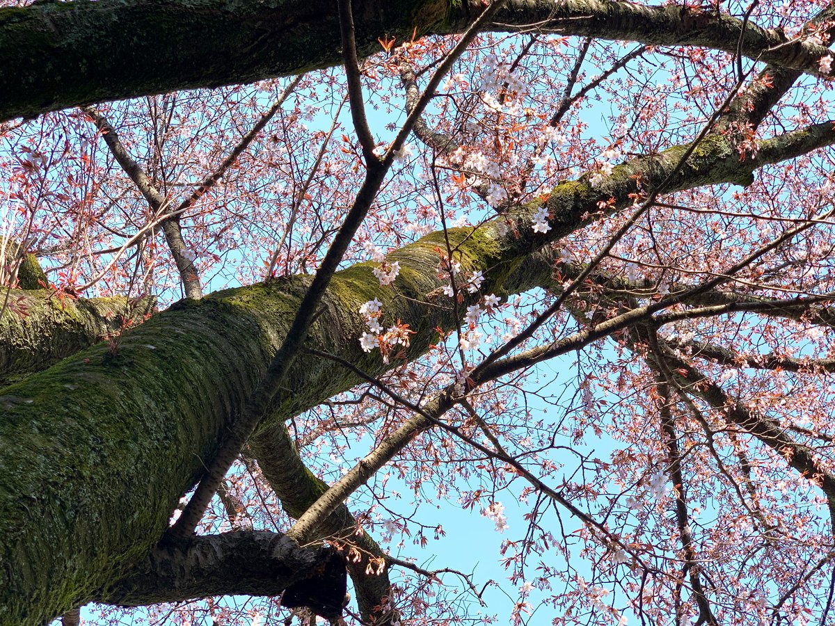 東洋大学総合情報学部 総合情報学研究科 昨日に続き 3月19日の川越キャンパスにおけるサクラの開花状況をお伝えします 今日は キャンパス内の気象計における最高気温が22 6 を記録し ヤマザクラもソメイヨシノも一気に開花が進みました 週末には一気に