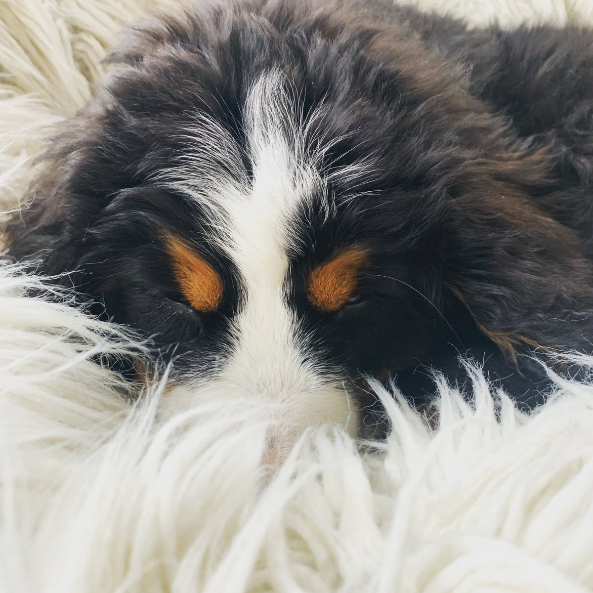 Nicole_Bromley's tweet photo. Sleepy pup. I pray my brows stay as nice as hers through this lockdown. #bernerbrows #covidcanine https://t.co/i73WIBX8bV