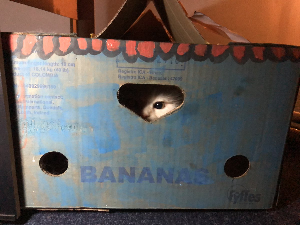 the_campuscat's tweet photo. From now on, your owners will be ALWAYS around:
Stay calm &amp; ignore any weird behavior - Leave them alone when they are watching the latest news - Only respond to snacks, treats and other rewards - When they start singing: HIDE WHERE POSSIBLE! #QuarantineCats https://t.co/6Ej2qOP1K6
