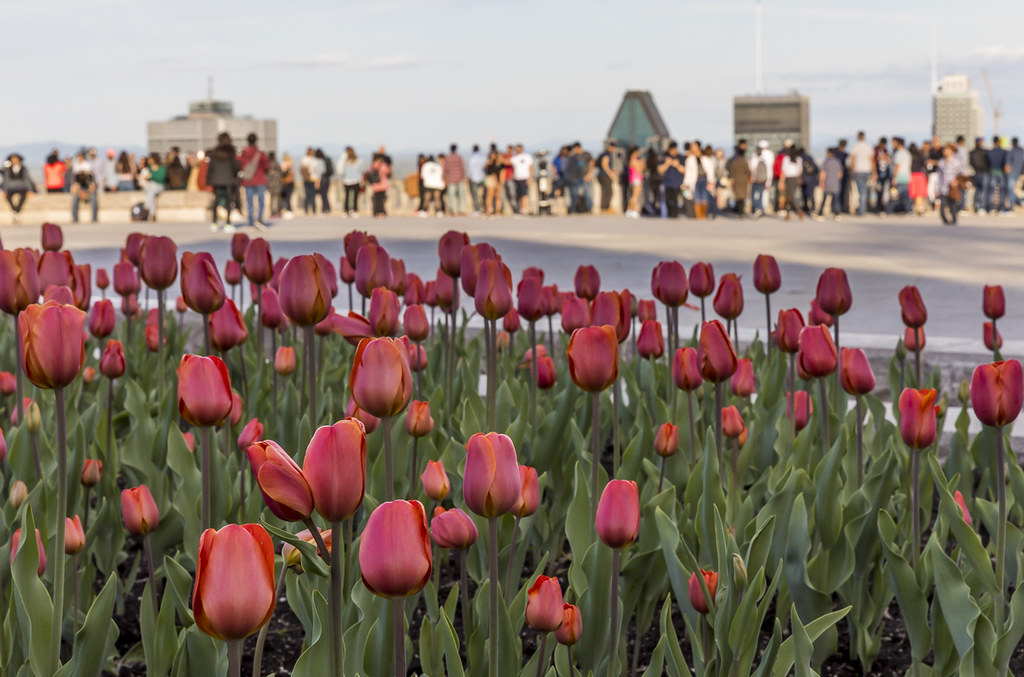 Monmontreal's tweet photo. À 22h50 ce soir, ce sera officiellement le #printemp. 🌷
Les fleurs reviendront bientôt! 🌸
📷 @evablue @susanmossphoto
#AplusTard #MTL https://t.co/G8432l9wol
