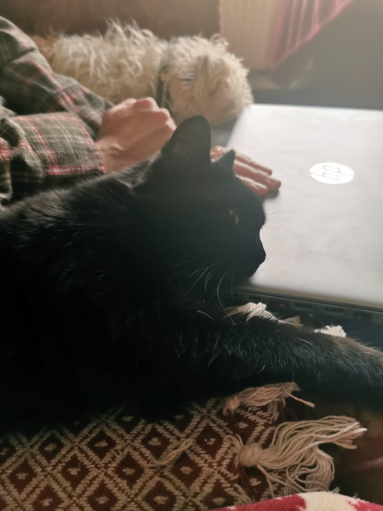 Mr Flan's working from home is going really well. Morrigan isn't letting him open that laptop... Look at that smug face 😂😂