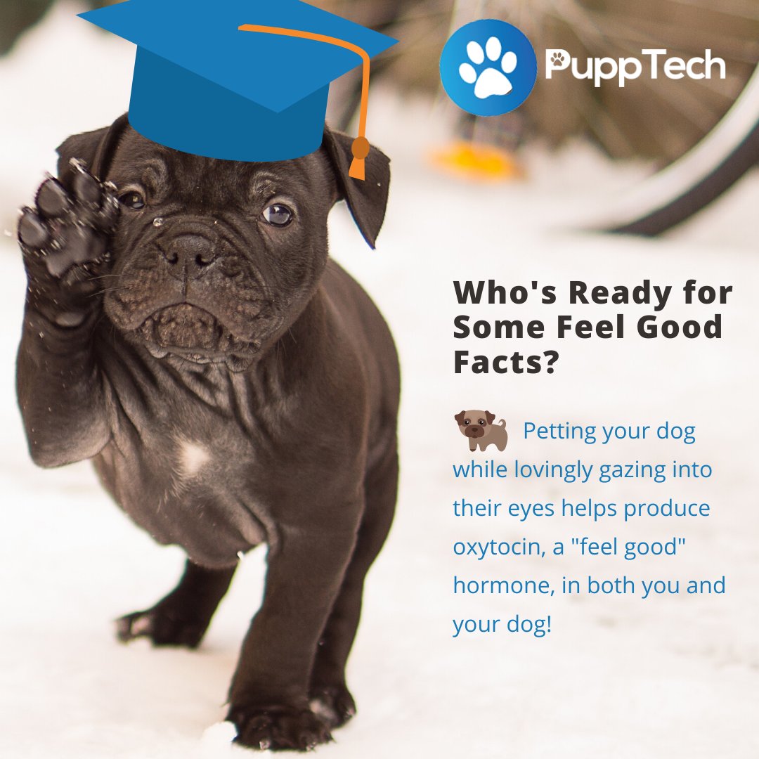 PuppTech's tweet image. Feel good doggie facts! 🐾 

#pupptech #puppcomm #Dog #DogsOfInstagram #Puppy #Dogs #Pet #InstaDog #Dogstagram #Petstagram #DogLover#DogOfTheDay #smartdog #happydog #cute #doglovers.#doglife #puppylove #doggo#puppies⁠
#puppiesofinstagram #pupptech #puppcomm #adorabledogs