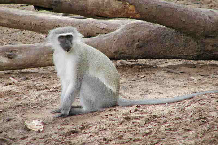 Due to not being able to go yo markets I am selling at a reduced price a large selection of wildlife and scenic views on canvas.  In aid of African Children.  photos4africa.com