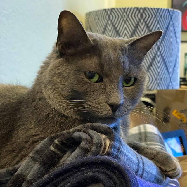 BuntsBiscuits's tweet photo. Simon is not amused #russianblue #russianbluecatsofinstagram #greycatsofinstagram #greycat #greeneyedcat https://t.co/8z2Bn5Zd5j