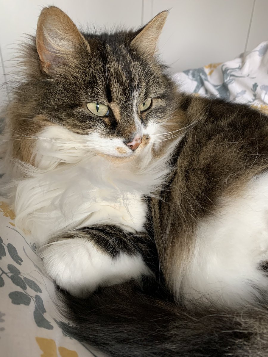 QUADEducation's tweet photo. Show us your #wfh co-workers! Meet one of @derbyquad’s new education assistants, #Somecat, while the team #WorkFromHome. Extensive experience for the job includes #SocialDistancing, floof, napping & hunting. https://t.co/zhikJXVJW0