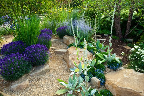 GreerSaylee's tweet photo. Pop of Purple #sayleegreer #landscapedesign #puprle #salvia #sage #designbuildlive #lifesbetteroutdoors https://t.co/EHd1KnZsk1