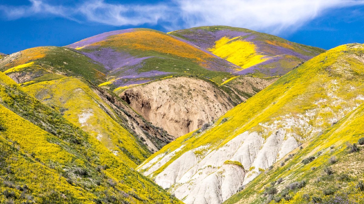 Interior's tweet image. Wildflowers🌻! Butterflies🦋!! Baby animals🐐!!! We’re so excited about the First Day of Spring. Pic from 2017 #California #Superbloom