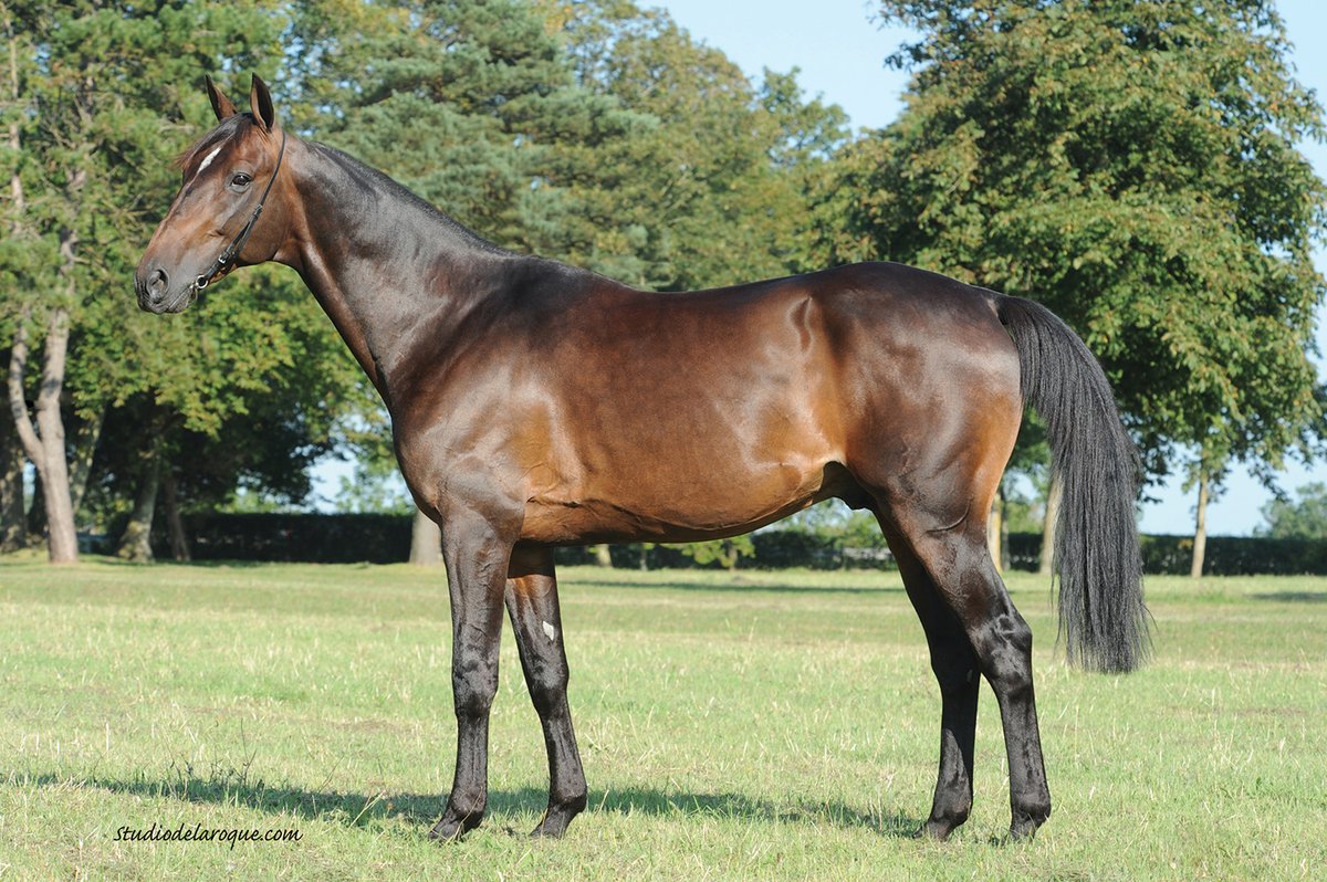 haras trotteur a vendre