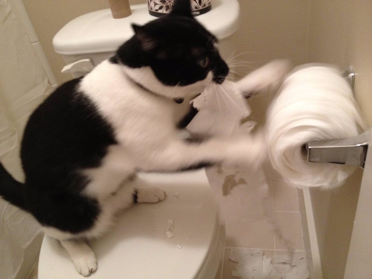 ThePhilosopurr's tweet photo. Dis is my kind of spinning class!
#ThingstoDoinIsolation
Spin, spin, spin....
#Cats #TpThursday https://t.co/4vxskq4gSO