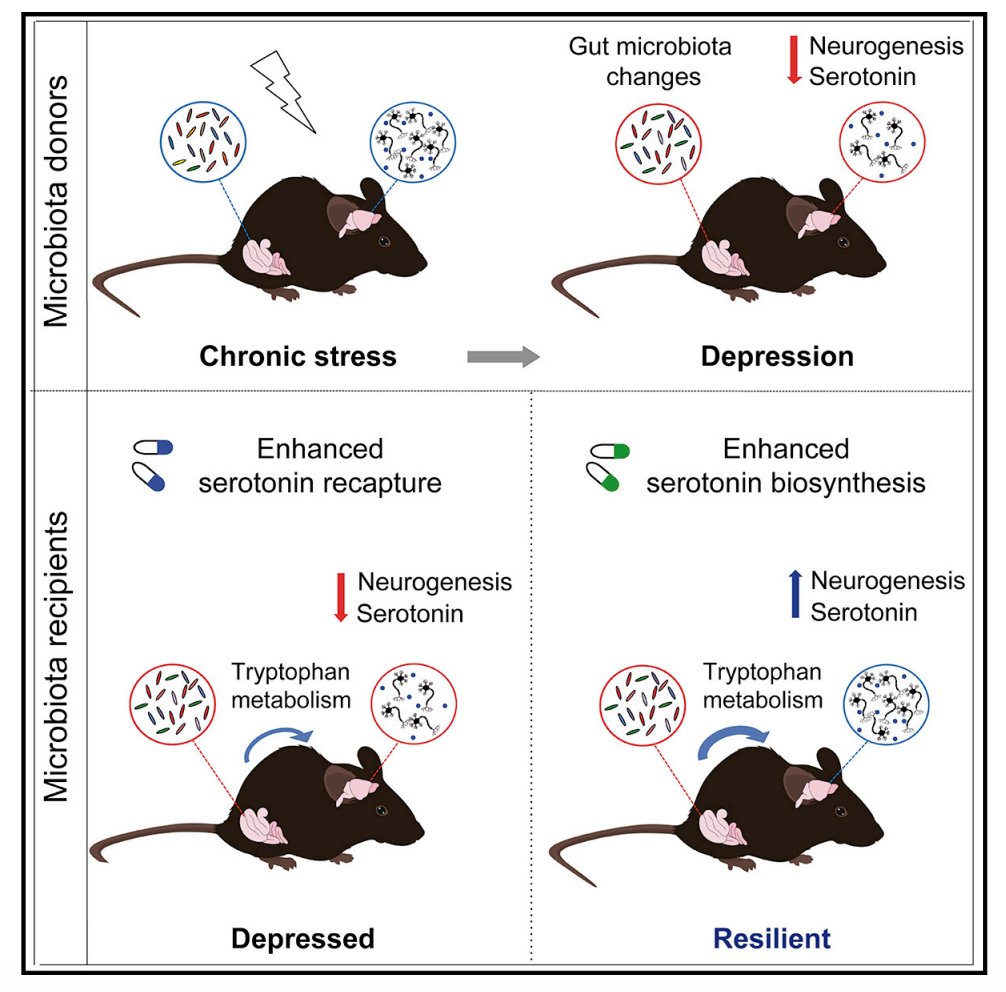 The fact that stress impacts our gut microbiota isn't new. New findings in mice show that changes in gut commensals by chronic stress impair the efficacy of fluoxetine, through impacting Trp metabolism via <a href="/CellReports/">Cell Reports</a>  ow.ly/tI7B30qqAvU