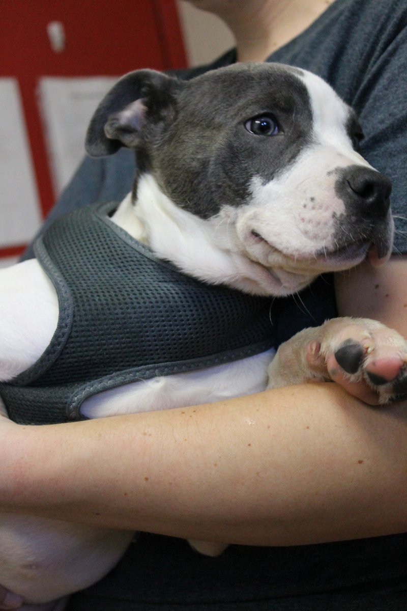 CaringHandsHSKS's tweet photo. Click to see the what happens when Scooby gets THE WIGGLES!
Apply to adopt Scooby here: https://t.co/wzBVKXIbxY https://t.co/Y0hBWmatHH