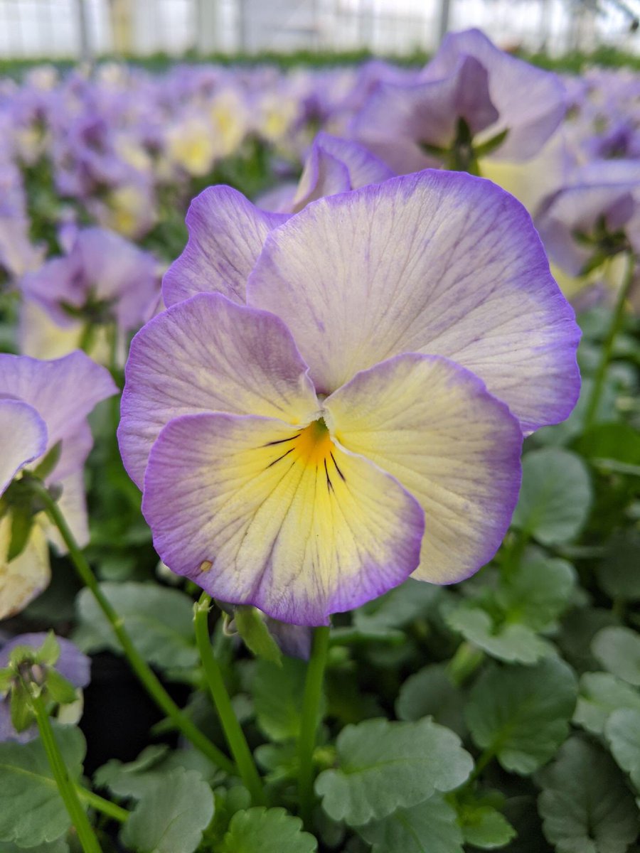 Happy Vernal Equinox