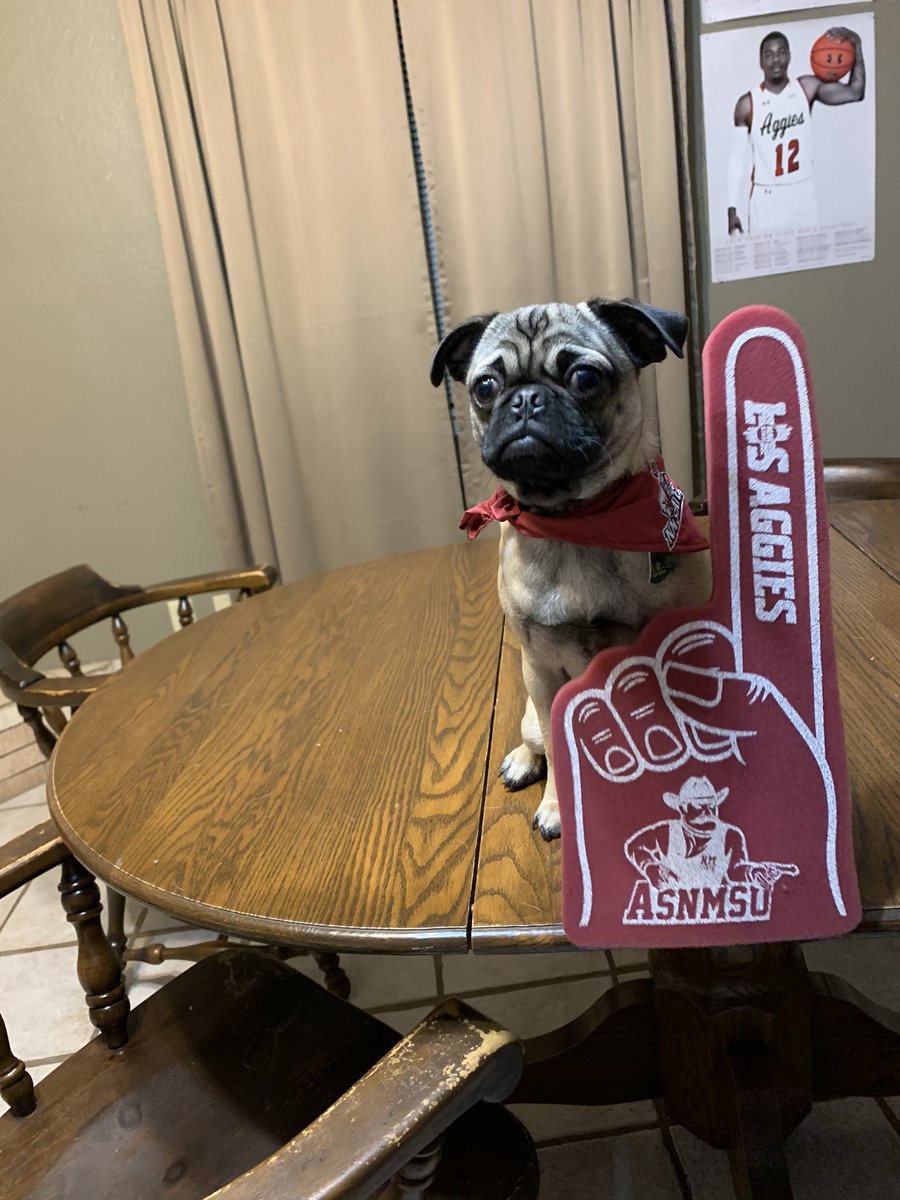 MikeMcGilton's tweet photo. @NMStateAggies Captain the Pug loves his Aggies! #AggieUp https://t.co/9pdEpGcPpZ