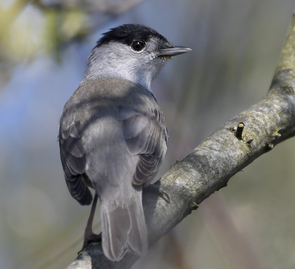 Blackcap.More and more of these Summer visiting warblers are over-wintering in the UK as temperatures rise & winters are less harsh. They've taken to visiting garden feeders to help them survive.Males have the black 'caps', females have brown ones. #SelfIsolationBirdWatch 