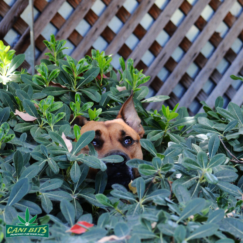 CaniBits's tweet photo. You can't see me. 

Right? https://t.co/oDHMwWRhpi