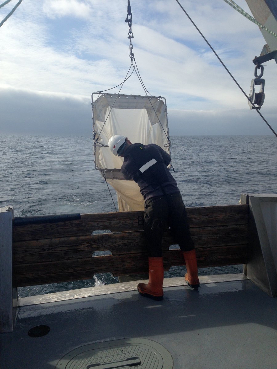 mba_rv's tweet photo. What a lush oceanographic survey at the eddystone today. Sea temp up to ~9degrees and plenty of phytoplankton #spring #longtermscience #plankton @thembauk @CPRSurvey https://t.co/OR6xzjnLCJ