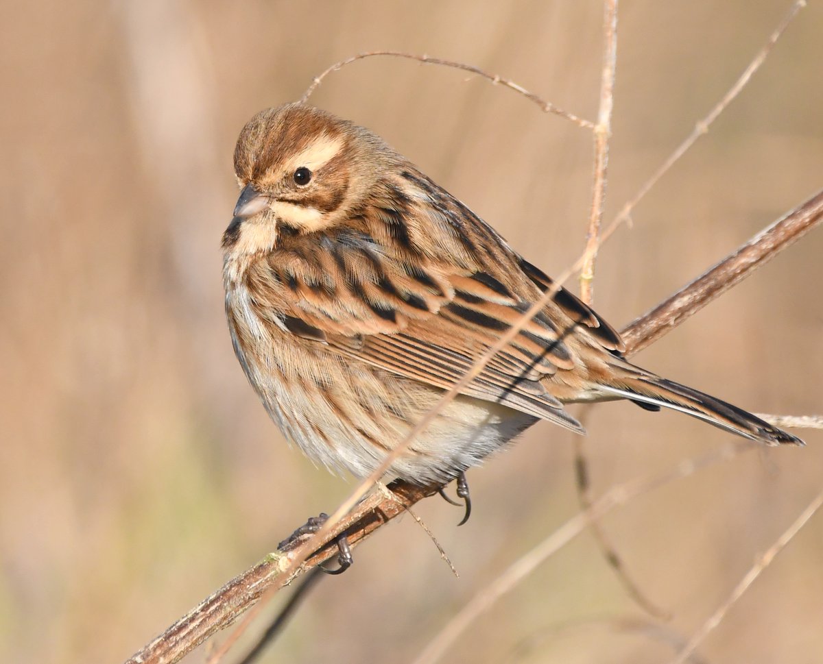 Reed Bunting A bird of reedbeds & wetlands, they will travel to gardens to find food, and like various seeds, especially sunflower hearts!Males are starting to develop their stunning black headed breeding plumage, females are a streaky delight. #SelfIsolationBirdWatch 