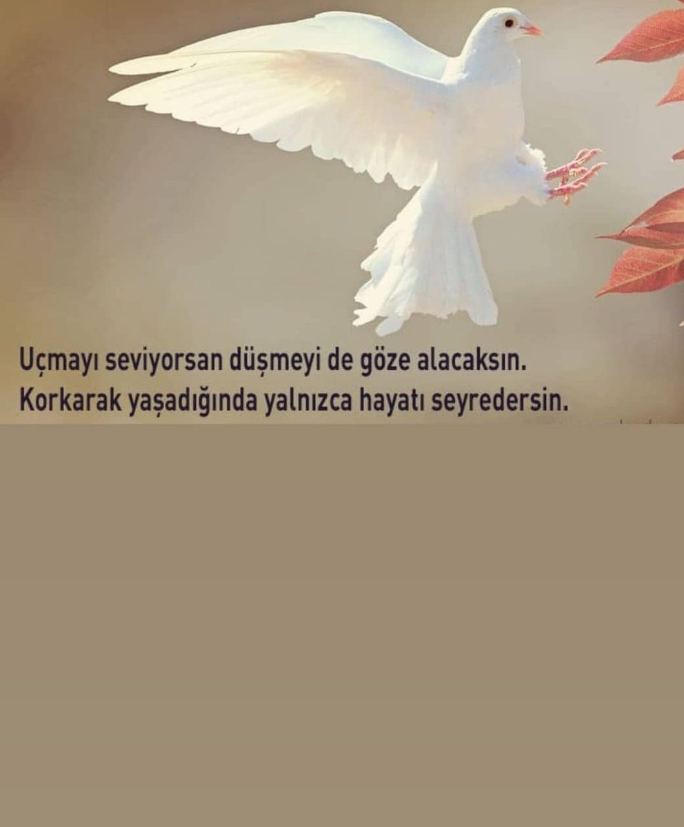 Fikrettunç tweet media