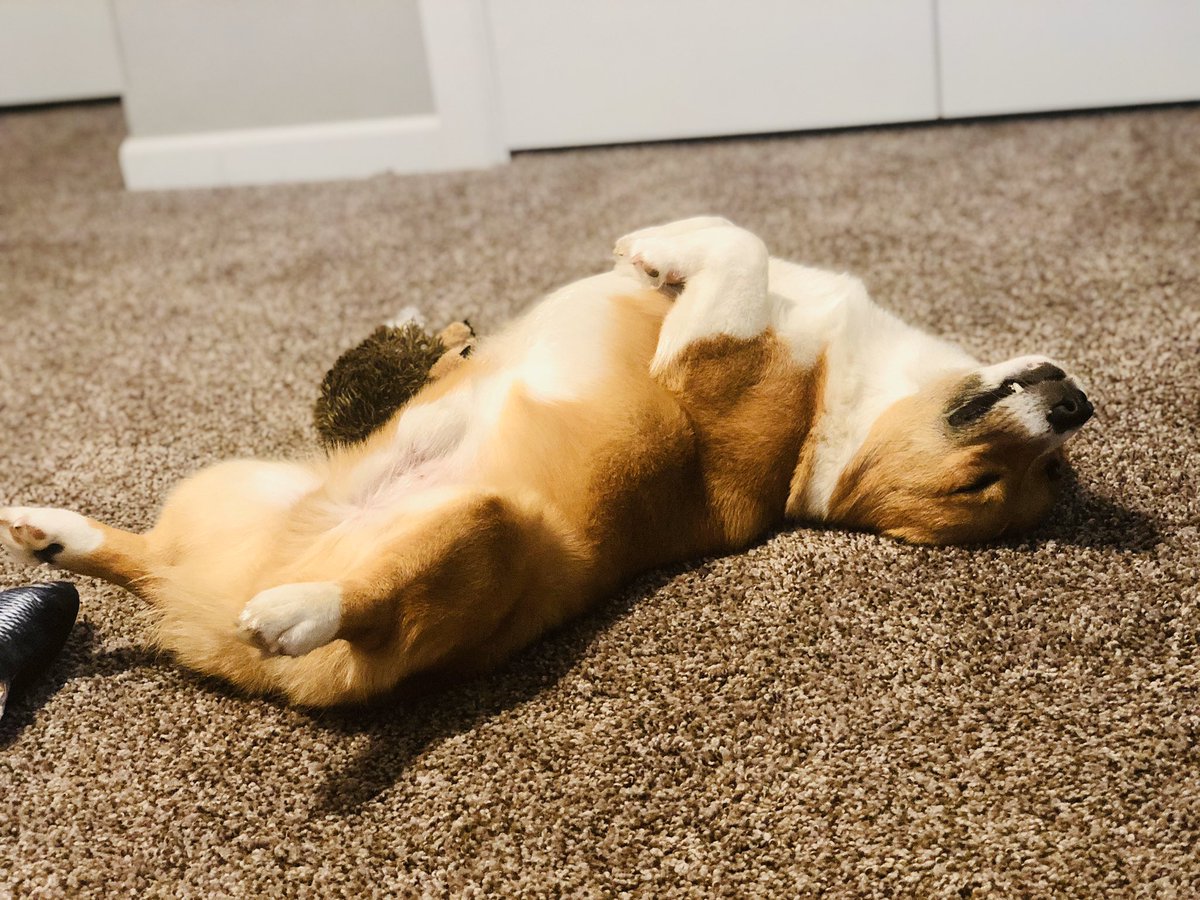 Rachel_HRPro's tweet photo. Day 3 of #BKDRemote. Coworker #1 continues to nap instead of working. Coworker #2 blatantly disregards CDC advice and instead LICKS her own arms - disgusting! She also continues her verbal abuse. I have contacted my manager with these concerns. https://t.co/Vc13W9yEeW