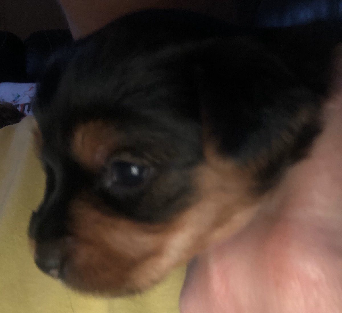 txlizstripling's tweet photo. #puppylove  Miss Dixie is 3 weeks old today.  I get her Easter. https://t.co/Pfd6gq3FJq