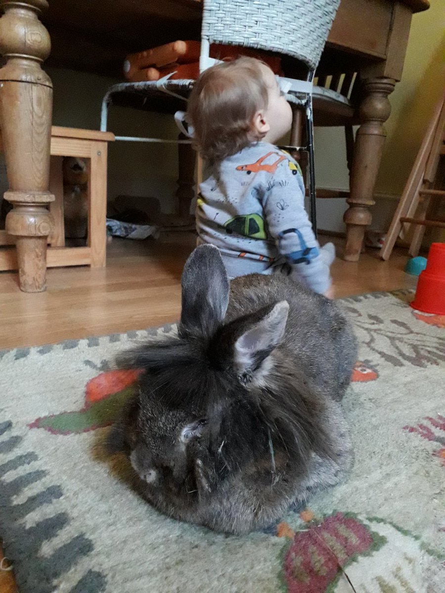 DonkeyTheRabbit's tweet photo. He's still here https://t.co/QhaKbFyueB