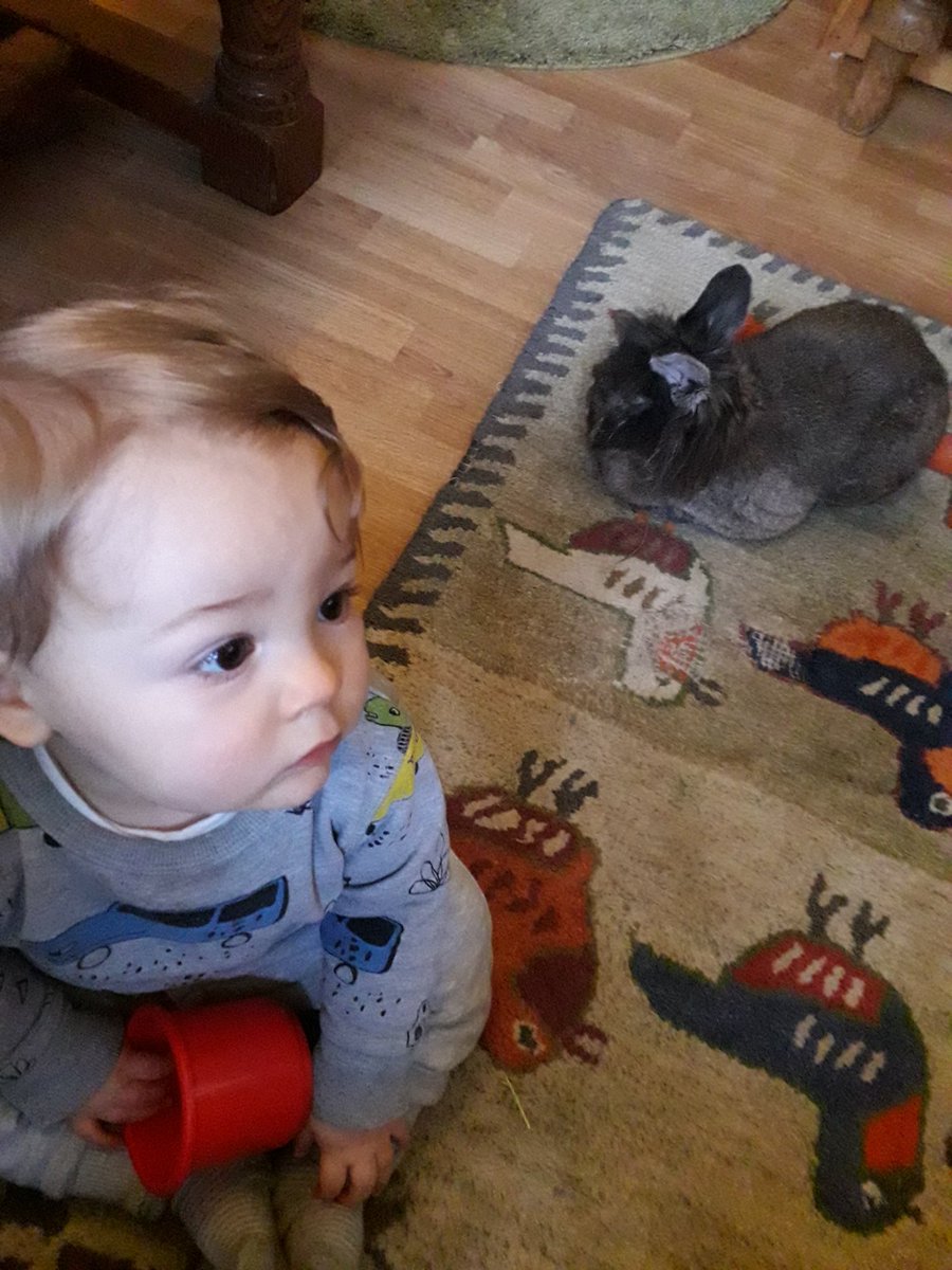 DonkeyTheRabbit's tweet photo. He's still here https://t.co/QhaKbFyueB