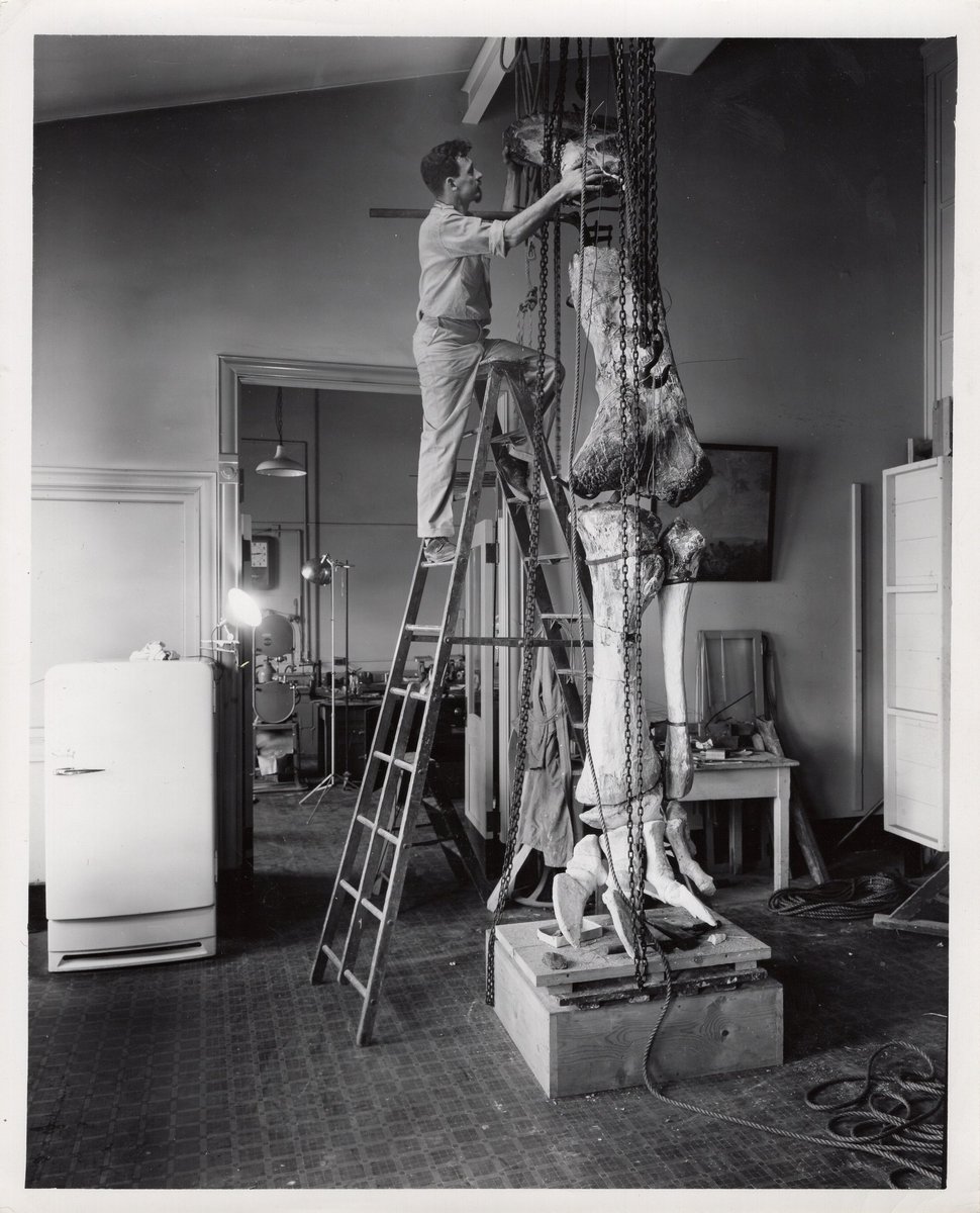 goCMNH's tweet photo. Our @CMNHvertpaleo squad may be stuck at home, but they’re having a blast sorting archival photographs of @goCMNH's most famous faces! Plus, we found pictures of the our favorite Sauropod, “Happy,” just in time to celebrate #NationalTaxonomistAppreciationDay! https://t.co/Qh9FHxTS4N