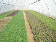 For all Box delivery schemes -  we can supply smaller bags of our Mix Baby Leaf (125g / 250g) get in touch if this of interest to you