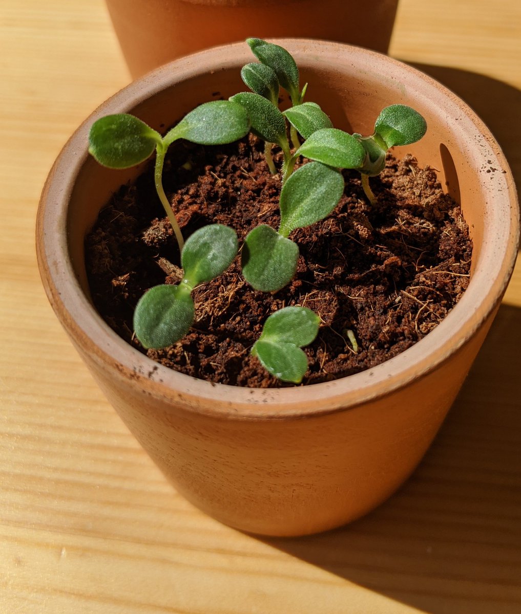 TALL. I also really love that their seed pods are still on their initial leaves, it's really charmingAlso if you can see, the forget-me-nots are starting to produce second stems!!